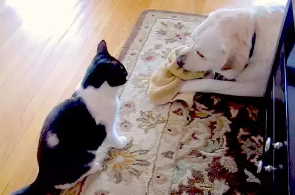 「（ｳｸﾞｸﾞ…）ひとりで遊んでいたいのに…猫にお楽しみタイムを妨害されたラブラドール。やめてが言えず耐え忍ぶ【動画】」の画像