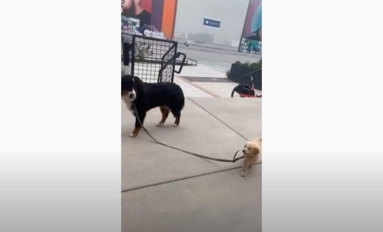 Freemuryof8cafm 犬 リード 逃げる 動画 犬 リード 逃げる 動画