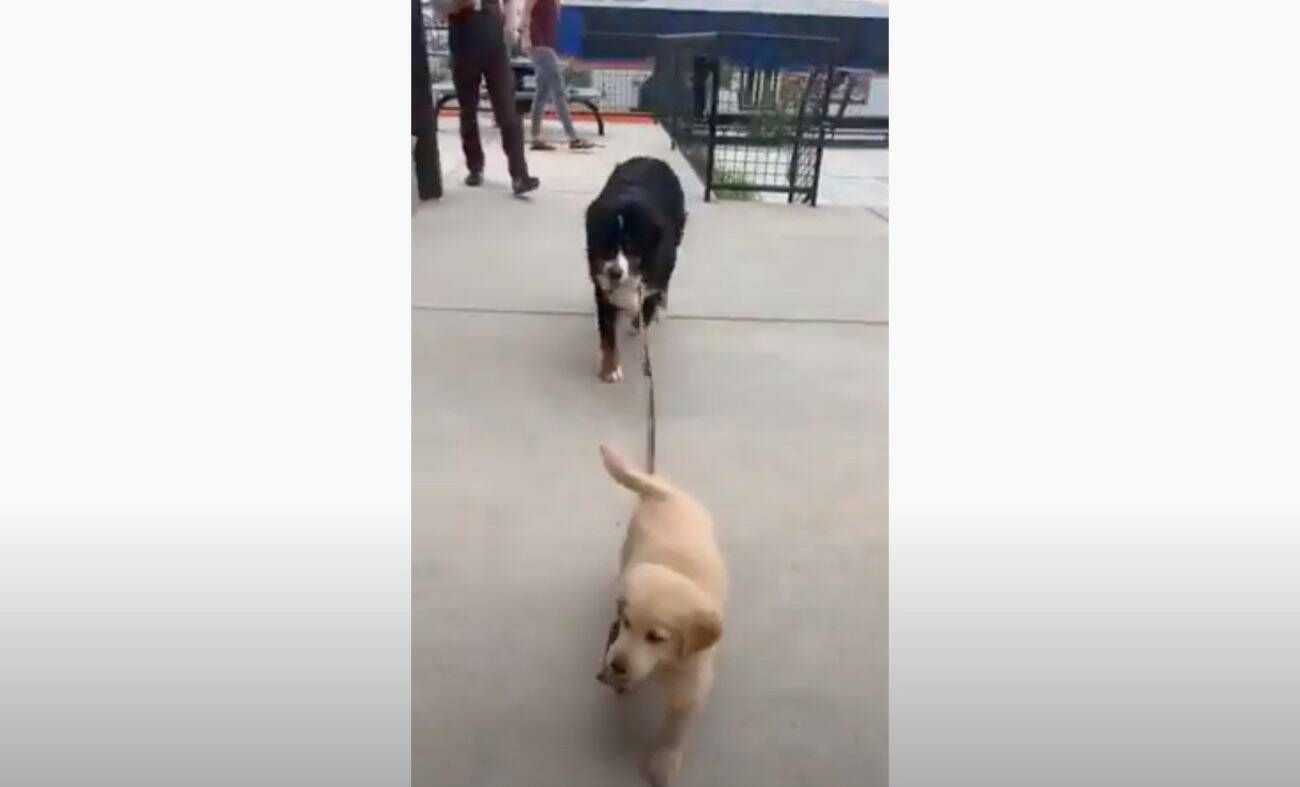 Freemuryof8cafm 犬 リード 逃げる 動画 犬 リード 逃げる 動画