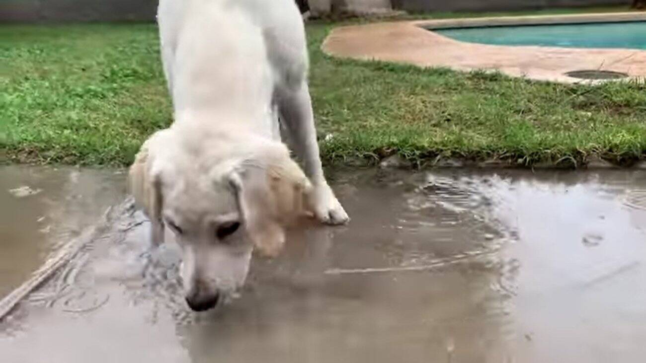 何ｺﾚ超楽しい 雨の日ラブラドールの子犬を庭に出したら 大はしゃぎで大興奮してくれました 動画 年6月25日 エキサイトニュース