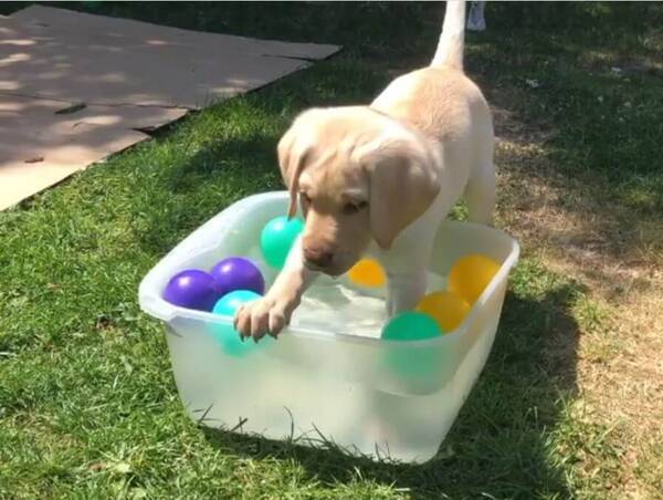 ﾄﾞﾎﾞﾝ 遊び方がぎこちなくて お水に落ちちゃったラブラドールの子犬 ヨタヨタした動きが神可愛い 動画 年6月日 エキサイトニュース