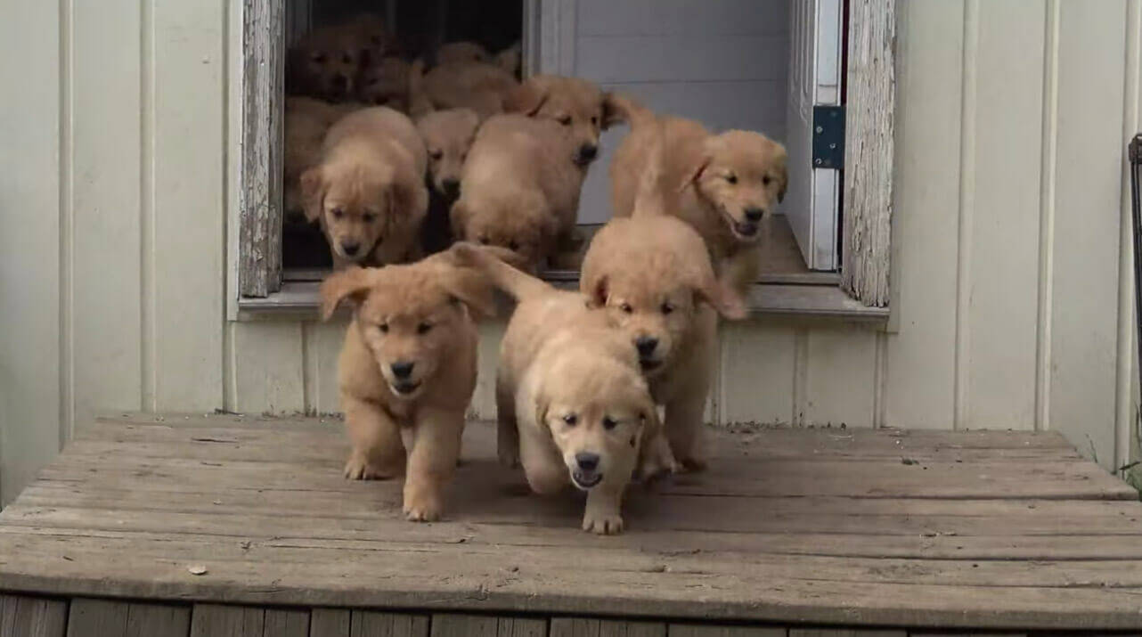 はい癒し ゴールデンの子犬の大群が一斉にワッサワッサ こんなの天国でしかないじゃん 動画 年6月30日 エキサイトニュース