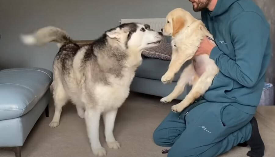 ハスキーと初対面のゴールデンパピー 物怖じせず仲良く遊び 最後は背中合わせでスヤスヤ 尊い 動画 年7月7日 エキサイトニュース