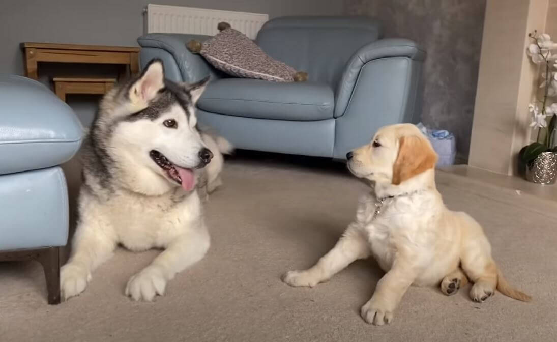 ハスキーと初対面のゴールデンパピー 物怖じせず仲良く遊び 最後は背中合わせでスヤスヤ 尊い 動画 年7月7日 エキサイトニュース 2 2