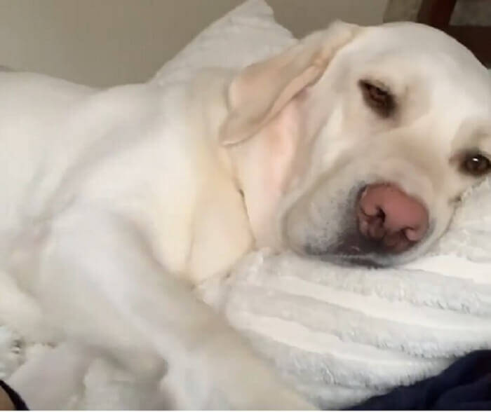 寝かしつけよ 横柄な感じでなでなで要求する甘えん坊なラブラドールさん ご要望 喜んでお受けします 動画 年7月7日 エキサイトニュース