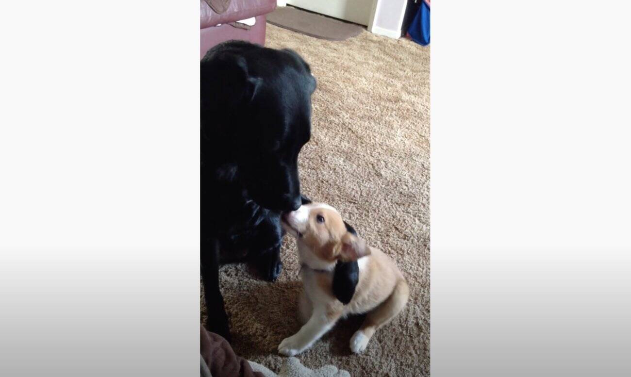 飼い主に 親友犬 を紹介をしたラブラドール なんとギュッと抱きしめチュウまで 熱い気持ちが伝わったよ 動画 年7月15日 エキサイトニュース