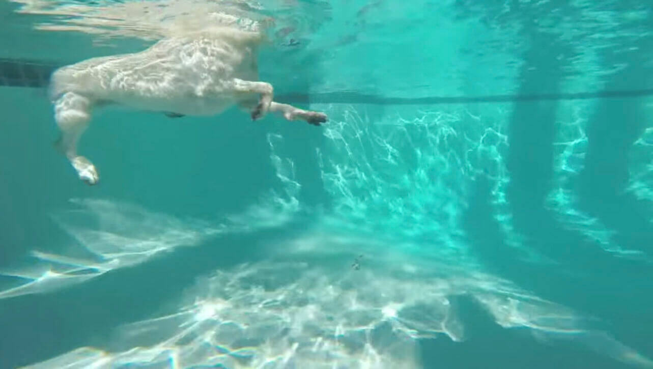 カッコイイし美しい 水中でも簡単にボールキャッチで遊んでみせるラブラドールが 凄いとしか言えない 動画 年7月22日 エキサイトニュース