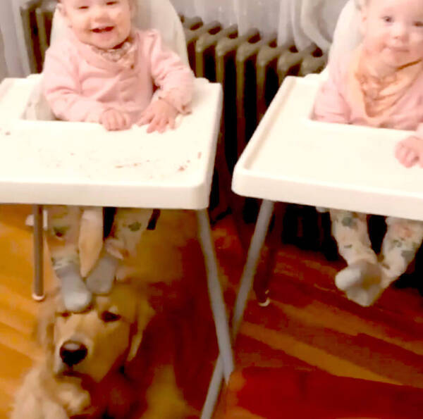 あら 可愛いあんよが たとえ連続キックされたって 赤ちゃんに接するゴールデンの寛大な心にはホロリだよ 動画 年7月22日 エキサイトニュース