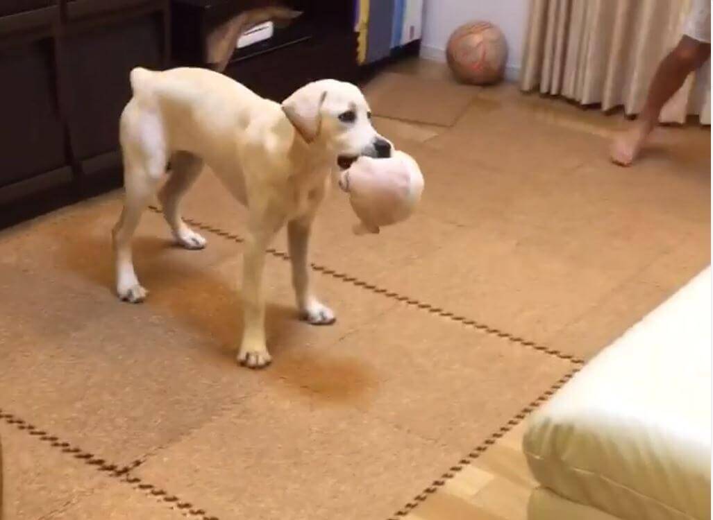 おおらかで優しいラブラドールは『子どもの足』と戯れがち…世界一穏やかな“あるある”だと思う。【ほっこり動画】