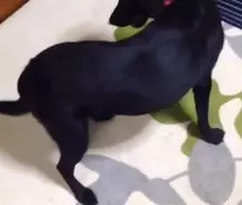 なぜ犬はうんちっちをする前にグルグル回るのか 体を地球の磁場に合わせていたことが判明 共同研究 年8月5日 エキサイトニュース