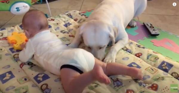 ｼｮﾎﾞﾝ 遊びたいのに全然振り向いてくれない赤ちゃん ラブラドールの ちょこちょこアピール にキュンとした 動画 年8月6日 エキサイトニュース