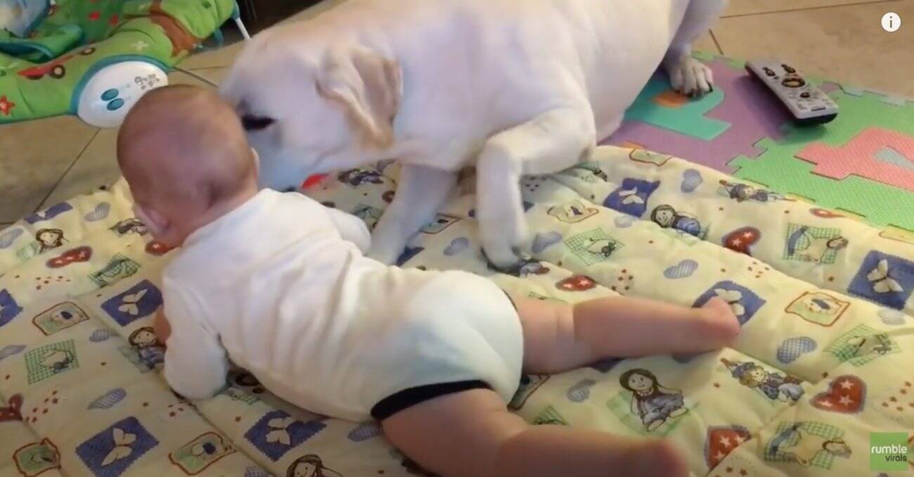 ｼｮﾎﾞﾝ 遊びたいのに全然振り向いてくれない赤ちゃん ラブラドールの ちょこちょこアピール にキュンとした 動画 年8月6日 エキサイトニュース