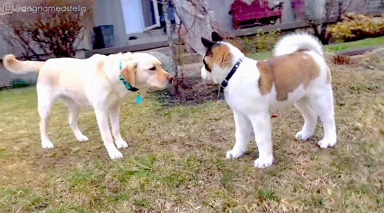 えーい 秋田犬は赤ちゃんもデカイから 極太腕のパピーパンチを受けたラブラドール 思いの外食らってそう 動画 年8月10日 エキサイトニュース