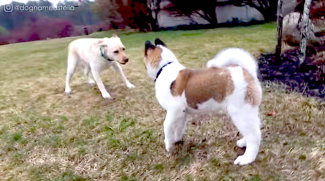 えーい 秋田犬は赤ちゃんもデカイから 極太腕のパピーパンチを受けたラブラドール 思いの外食らってそう 動画 年8月10日 エキサイトニュース