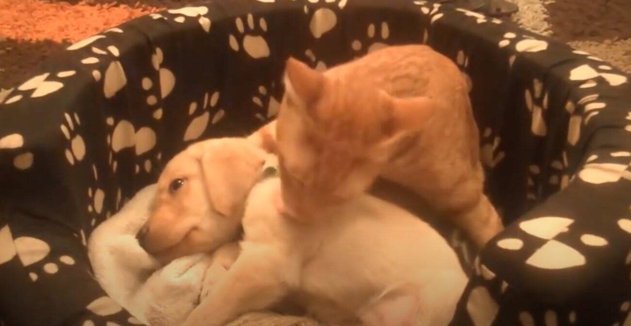 小さなベッドでくっついて過ごすラブラドール 猫の赤ちゃんズ イチャイチャと甘え甘えられる姿がもう超微笑ましい 動画 年8月日 エキサイトニュース