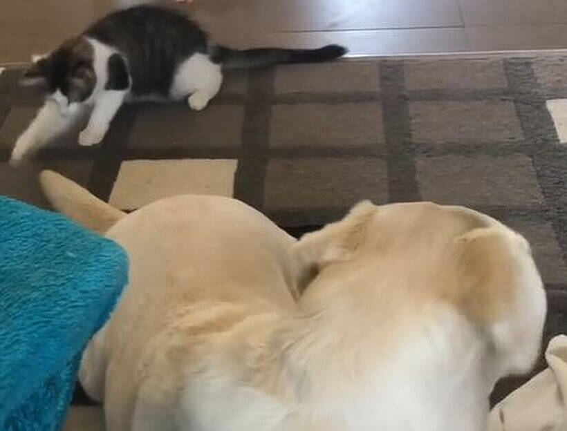 しっぽ が気になって バッチリ戦う気満々の猫 ラブラドールさん 後ろ後ろ 動画 年8月23日 エキサイトニュース