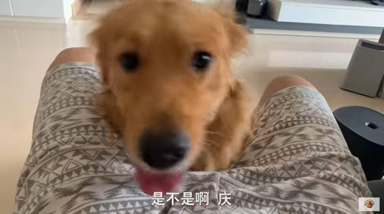 パパ 雷の音が怖くて飼い主に抱っこをせがんだゴールデン 大きな子供感がスゴイ これは可愛いわ 動画 年9月5日 エキサイトニュース