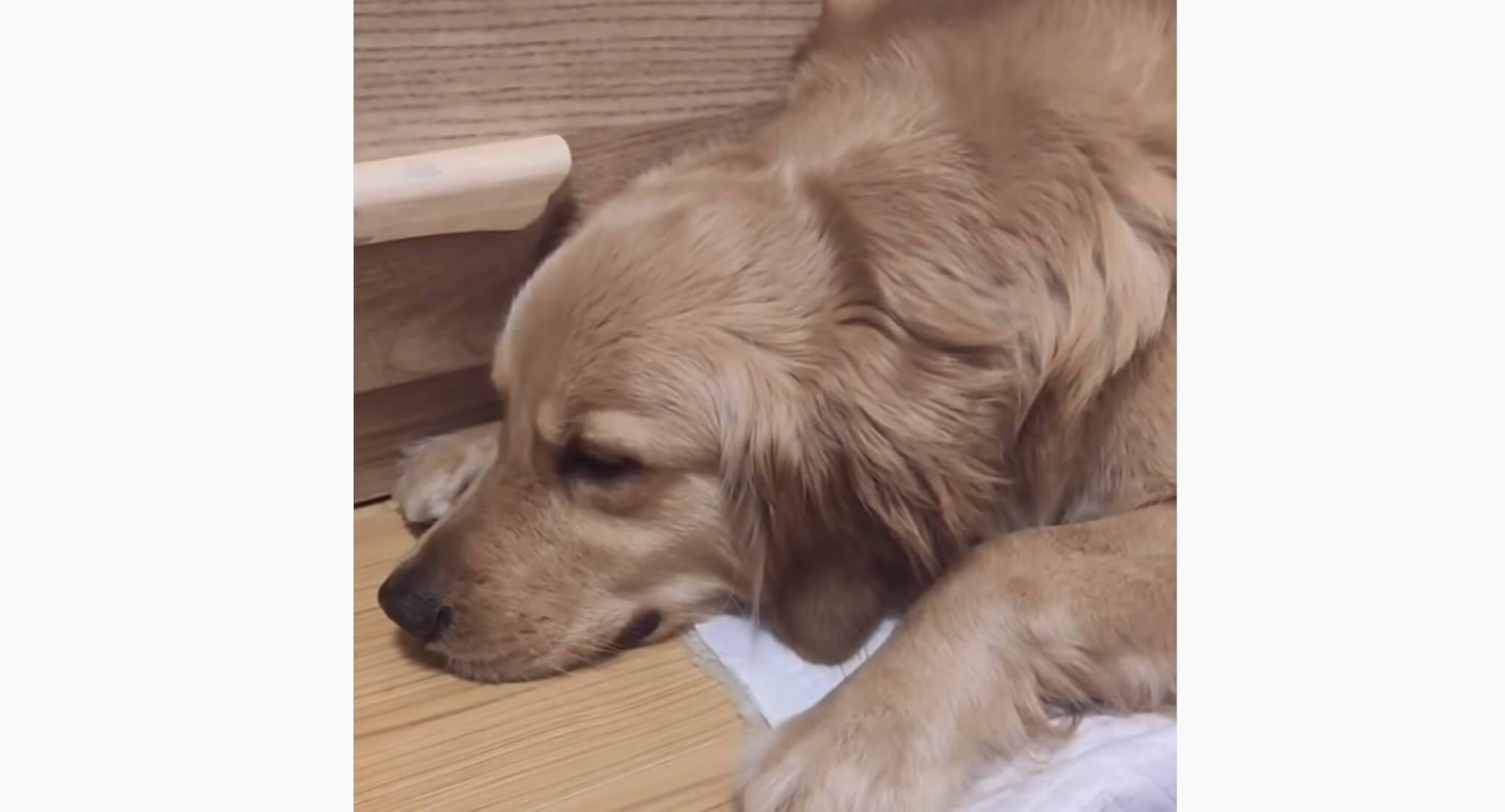 相棒猫が出産し 自分の子のように猫と子育てを頑張るゴールデン 包み込むような純粋な愛情にホロリ 動画 年9月11日 エキサイトニュース 相棒猫が出産し 自分の子のように猫と子育てを頑張るゴールデン 包み込むような純粋な愛情にホロリ 動画 年9月11日 エキサイトニュース