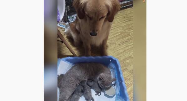 相棒猫が出産し 自分の子のように猫と子育てを頑張るゴールデン 包み込むような純粋な愛情にホロリ 動画 年9月11日 エキサイトニュース