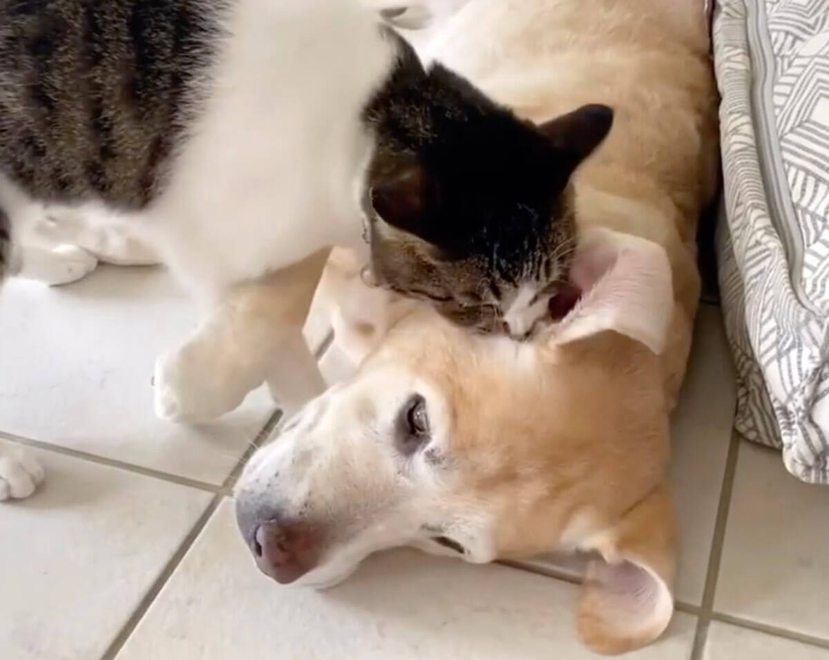 かかって来いニャ たまにケンカもするけれど ラブラドールと猫の 実は相思相愛 な瞬間にホッコリが湧くよ 動画 年10月10日 エキサイトニュース