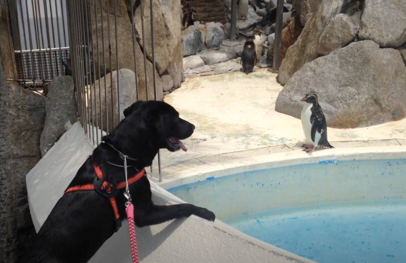 うわぁあ可愛い 水族館にお出かけしペンギンに出会ったラブラドール 身を乗り出して大興奮してた 可愛い 動画 年9月17日 エキサイトニュース