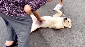 ショック 犬はお腹を撫でられるのを楽しんでいないことが判明 動物学者がガチ指摘 人間が喜ぶから耐えているだけ 18年4月12日 エキサイトニュース