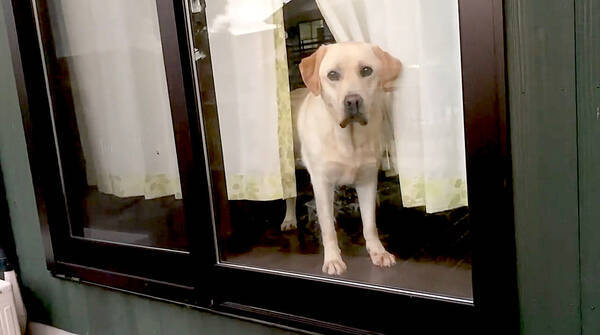 ママ 家の中から飼い主を見送るラブラドールが 見ていられない程に寂しそう もう出かけるのやめたやめた 動画 年9月30日 エキサイトニュース