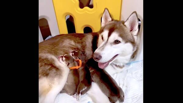 親友ハスキーが出産し まるで我が子のように愛でるゴールデン 愛情の深さを感じる様々な仕草にホロリ 動画 年10月1日 エキサイトニュース