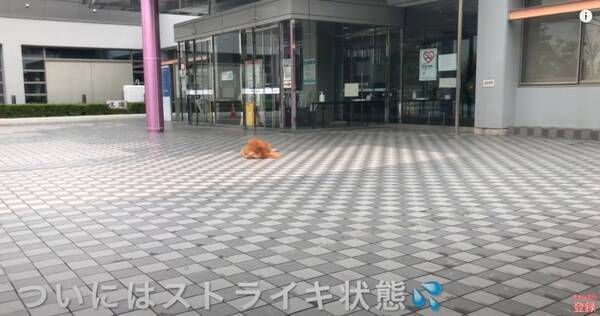 やだ 行きたいトコがあると駄々をこね 地面にペタる頑固ゴールデン イヤイヤは困るがこの姿は可愛いんだわ 動画 年10月19日 エキサイトニュース