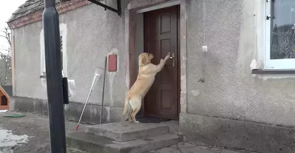 「（ﾋﾟﾝﾎﾟ〜ﾝ）玄関ベルを鳴らしてドアを開けてもらうラブラドール。ヒト感強すぎて『犬』って忘れかけた…【動画】」の画像