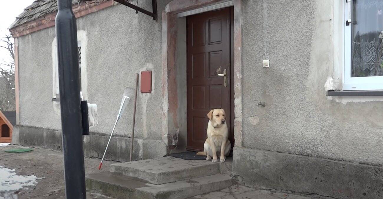 （ﾋﾟﾝﾎﾟ〜ﾝ）玄関ベルを鳴らしてドアを開けてもらうラブラドール。ヒト感強すぎて『犬』って忘れかけた…【動画】