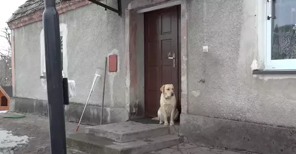 「（ﾋﾟﾝﾎﾟ〜ﾝ）玄関ベルを鳴らしてドアを開けてもらうラブラドール。ヒト感強すぎて『犬』って忘れかけた…【動画】」の画像