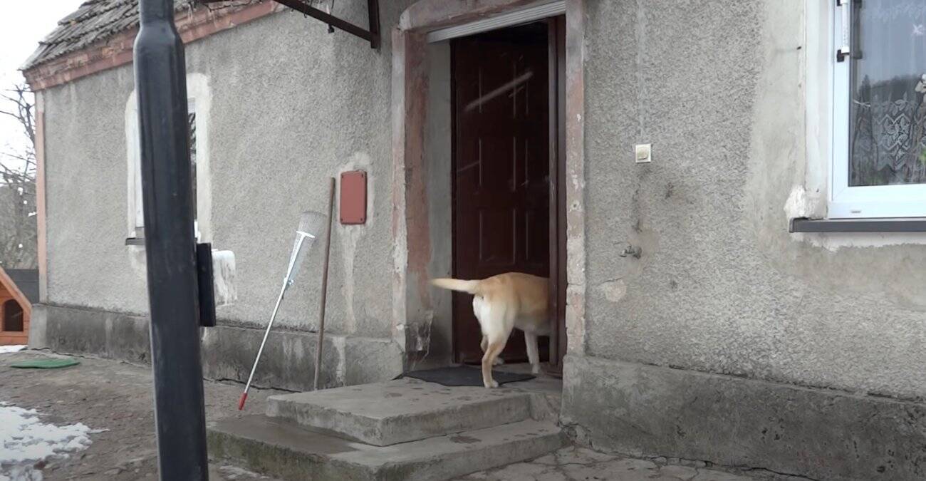 （ﾋﾟﾝﾎﾟ〜ﾝ）玄関ベルを鳴らしてドアを開けてもらうラブラドール。ヒト感強すぎて『犬』って忘れかけた…【動画】