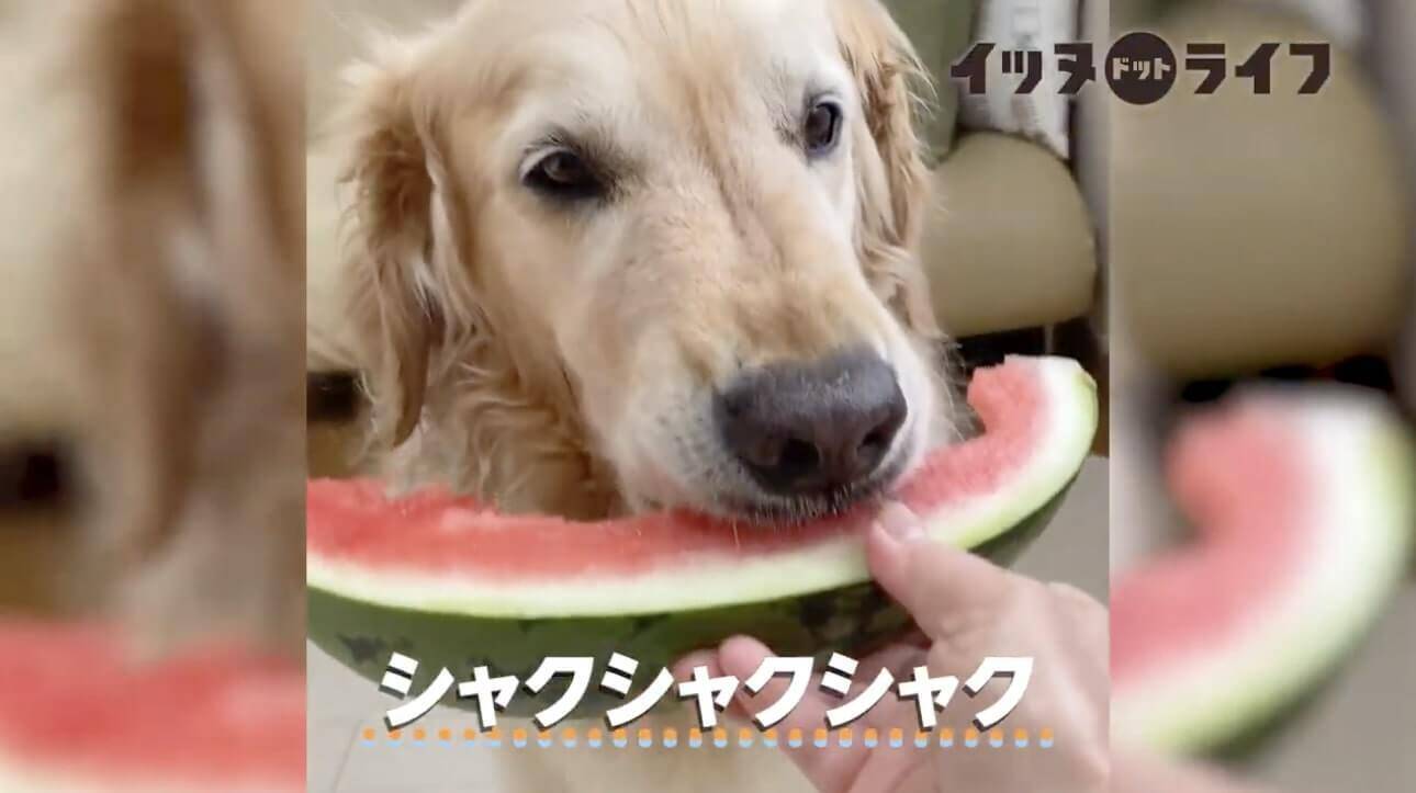 ｼｬｸｼｬｸ まさか ゴールデンがスイカを食べる音で まるで温泉に浸かっているようなリラックスを感じた件 Asmr動画 年10月29日 エキサイトニュース