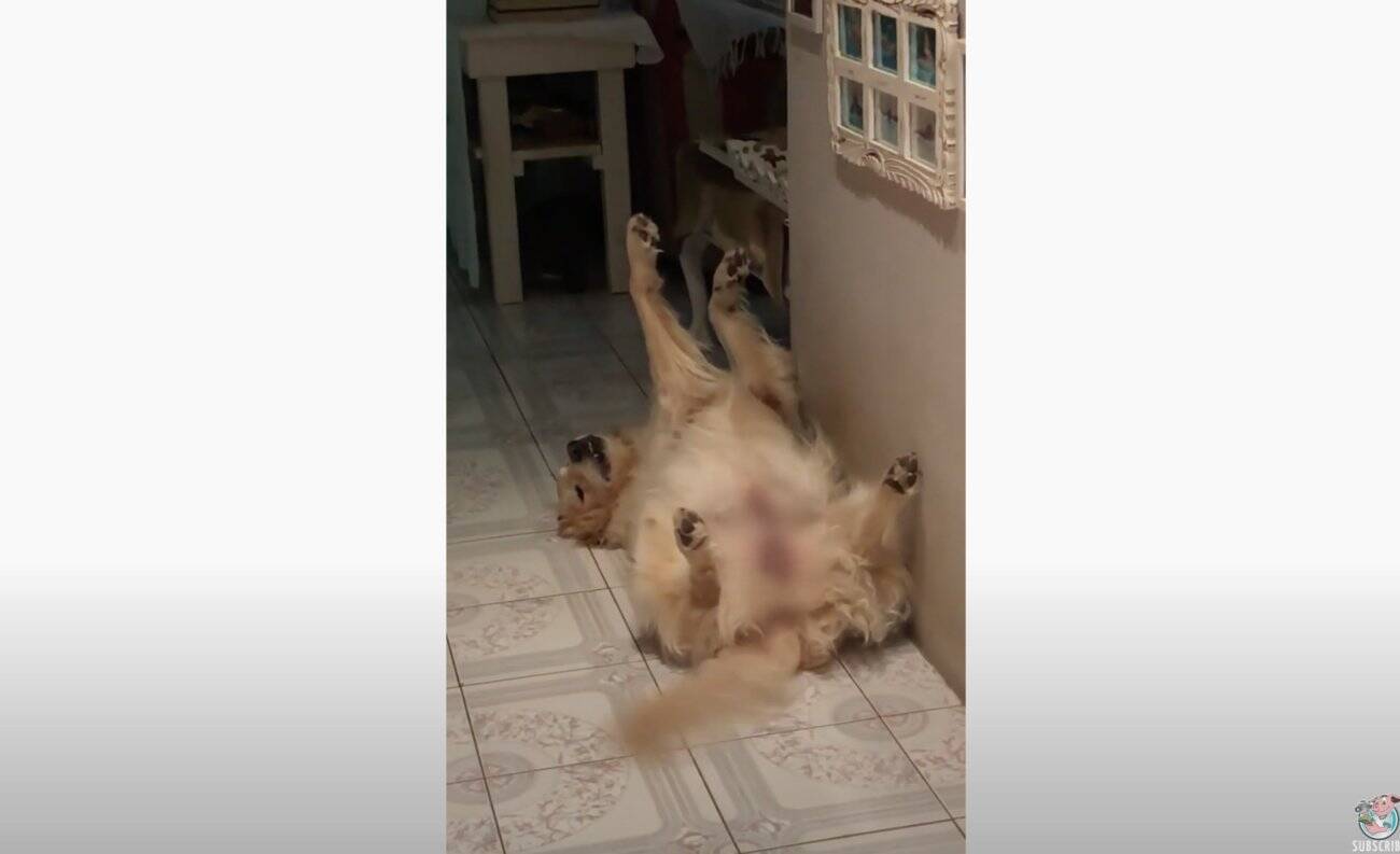 窓辺で物思いにふけるゴールデンが人以外に見えない 窓に手を掛けたそがれる って絶対中に誰か入ってるだろ 動画 年11月2日 エキサイトニュース