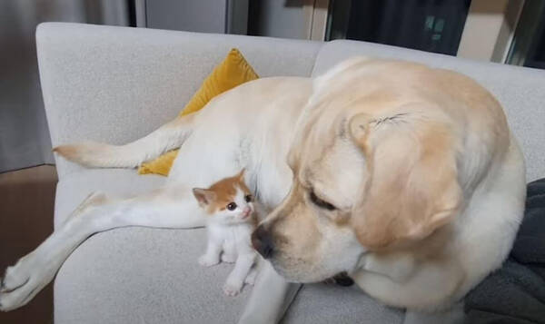 じゃれてくる子猫のために たとえ体勢が変でもそのまま甘えさせてあげるラブラドール 優しすぎる気遣いが泣ける 動画 年11月12日 エキサイトニュース