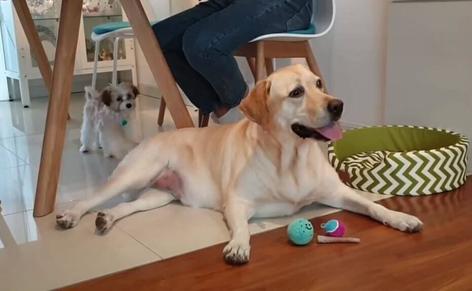 穏やかなラブが、小型犬のおもちゃをまさかのオール独占…しかし優しい彼らは最後に『さっきはごめんね！』【動画】