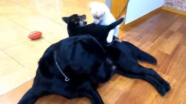 どうしよ 一緒に暮らす子猫がケージを脱走 心配でお昼寝中止 そわそわするラブラドールが優しすぎ 動画 年11月8日 エキサイトニュース