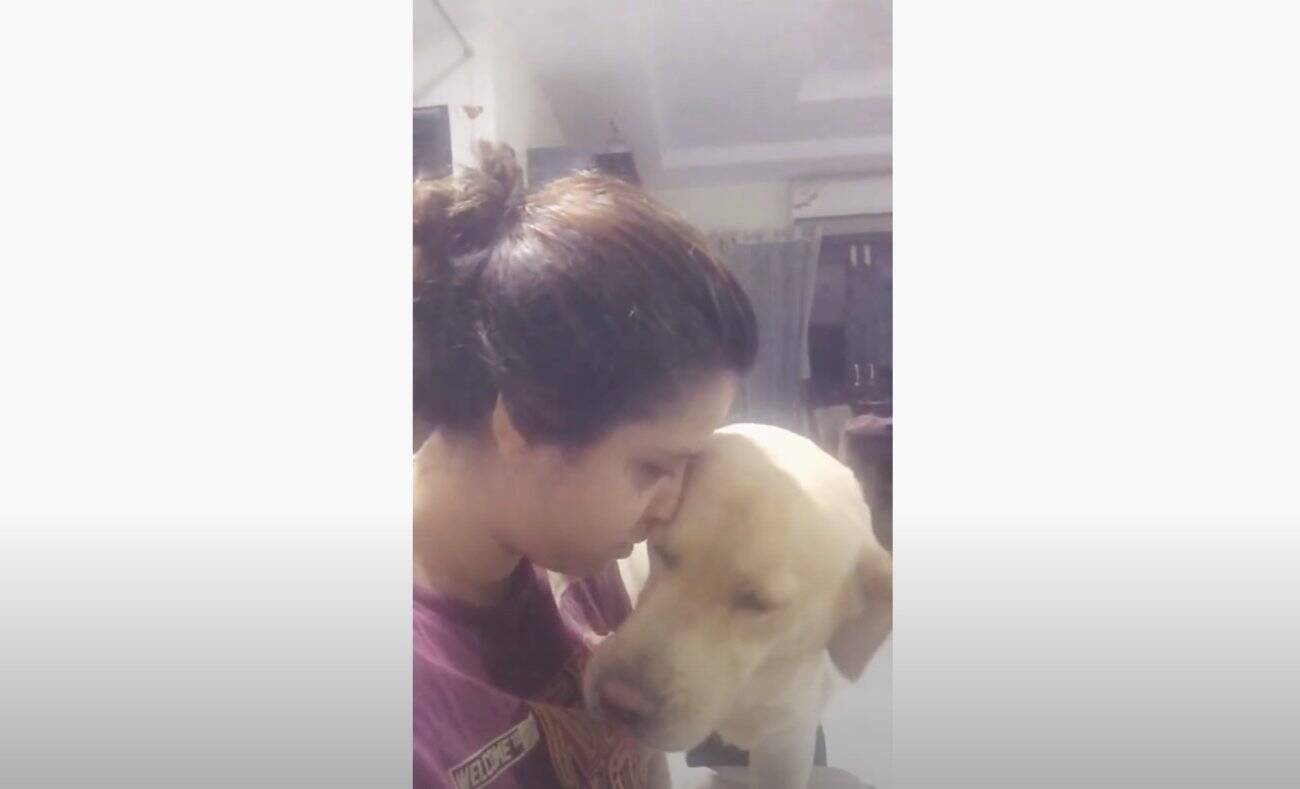 ゴメンなさい はフリ しょんぼり と見せて秒でベッタリベロベロしちゃうラブラドール わかったもう許す 動画 年11月12日 エキサイトニュース