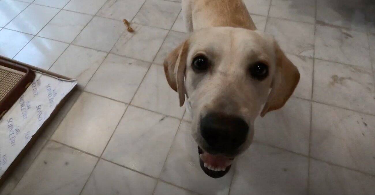 卵焼きの盗み食いを咎められ 目も合わせず床にゴロン 知らんぷりを貫くラブラドールが子供っぽくて かわええ 動画 年11月10日 エキサイトニュース 2 2