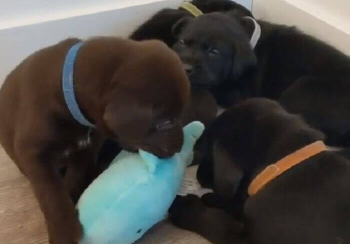 可愛すぎて無理 ってこの感情のこと パピーと成長後のギャップを比べたら 親心が沸騰しまくった ラブラドール動画 年11月15日 エキサイトニュース