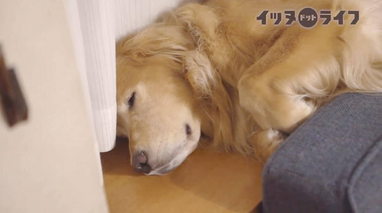 さては自分の大きさを理解してないな ゴールデンが選んだ 極狭寝床 ギチギチに収まる姿が可愛すぎた 動画 年11月16日 エキサイトニュース