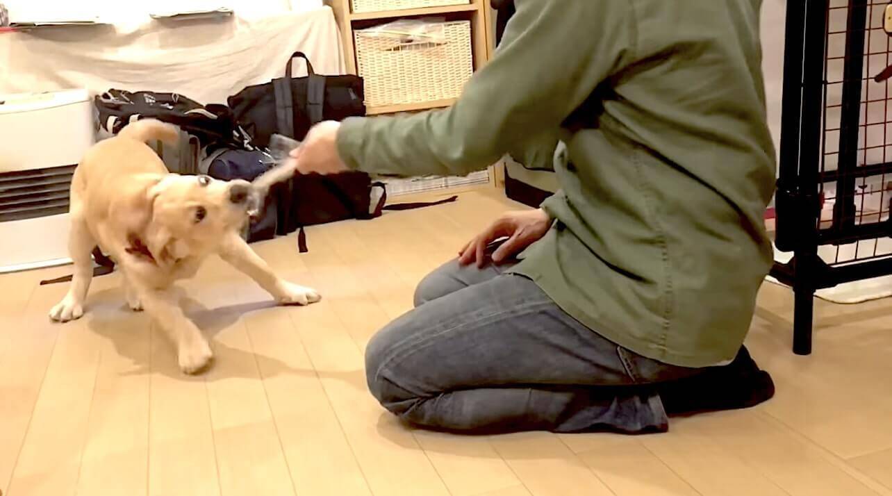 飼い主の外出を察知したラブの赤ちゃん 必死で奪ったオモチャすら秒で捨て 猛ダッシュで追いかける 萌 動画 年11月24日 エキサイトニュース