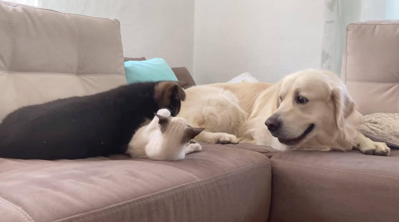子犬と子猫の じゃれあい会場 になってしまったゴールデン 目を瞑りやり過ごすとか 仏レベルがスゴイわ 動画 年11月25日 エキサイトニュース