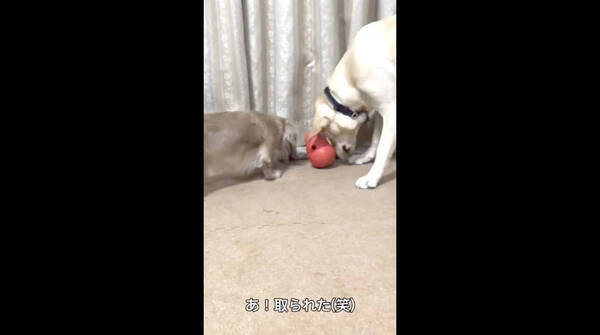 転がすとおやつが飛び出すおもちゃ 成功するたびダックスに盗まれ続けるラブラドールが超憎めなくて抱きしめたい 動画 年11月26日 エキサイトニュース