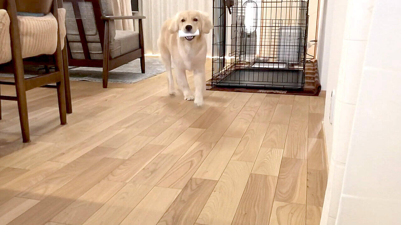 お手伝いが大好きなゴールデンの赤ちゃん ニコニコと誇らしげに何度も頑張ってくれる姿にキュン不可避 動画 年11月27日 エキサイトニュース