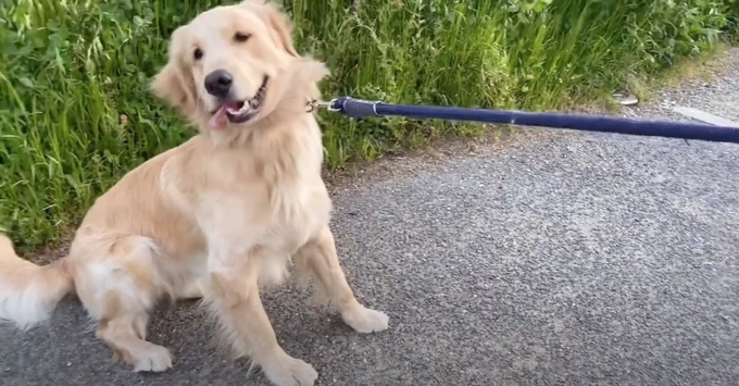 ぬぅ 起き上がることもせず 無言の圧で散歩拒否をする柴犬 ちょい横着だが 可愛い 動画 年8月7日 エキサイトニュース