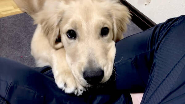 ハウス と聞いて 猛烈キュートな仕草でとぼけるゴールデンパピー もう罪なほどあざと可愛い これは負けるわ 動画 年11月30日 エキサイトニュース