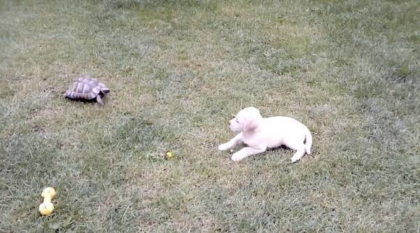 振り返れば亀 絶対に亀 どこまでも執拗に追いまわす亀にラブパピーが困惑中 おもろホラーな光景が終始ジワった 動画 年12月3日 エキサイトニュース 振り返れば亀 絶対に亀 どこまでも執拗に追いまわす亀にラブパピーが困惑中 おもろホラーな光景が終始ジワった 動画 年12月3日 エキサイトニュース