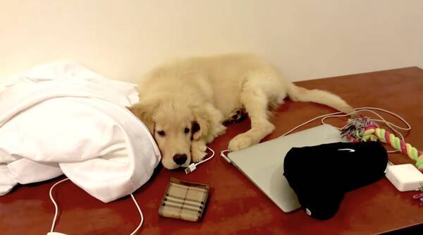 ﾑｽｯ 服が気に入らず拗ねたゴールデンさん オヤツを出されるもふくれっ面で無視 ってこりゃもう余程の事だぞ 動画 年12月15日 エキサイトニュース